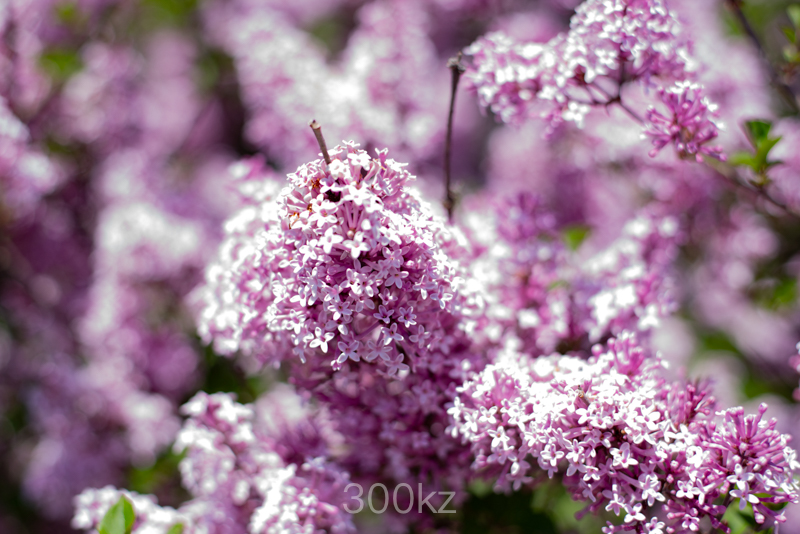 The Lilacs In Rochester New York